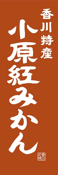 【BKG411】香川特産 小原紅みかん【香川編・レトロ調】